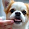 犬の歯磨きをするトリマーの写真